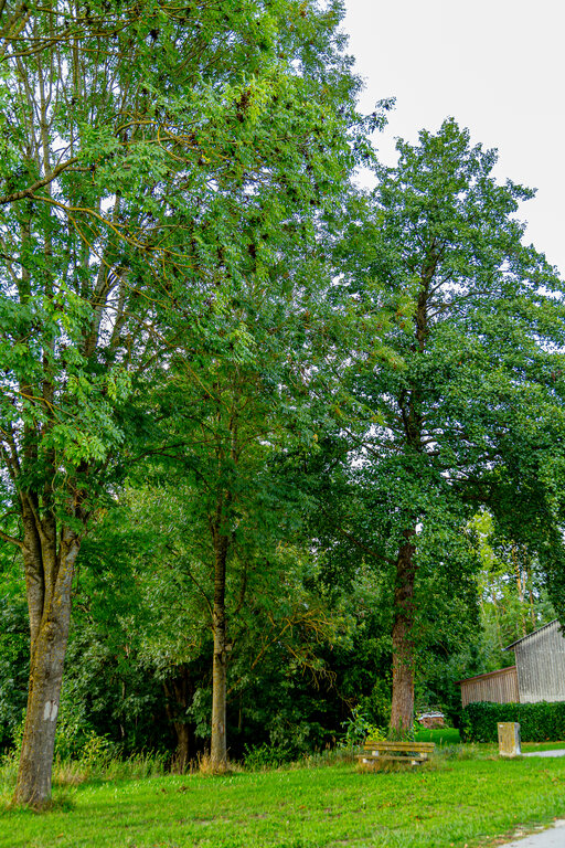 Image: _JA 40839 Eschen und Erle.jpg